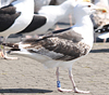 7095jp36.jpg (66909 bytes)